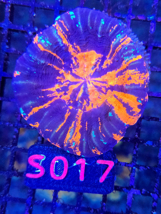 Scolymia Australis s017