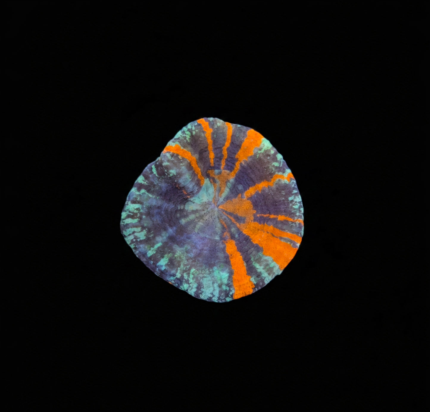Scolymia Australis