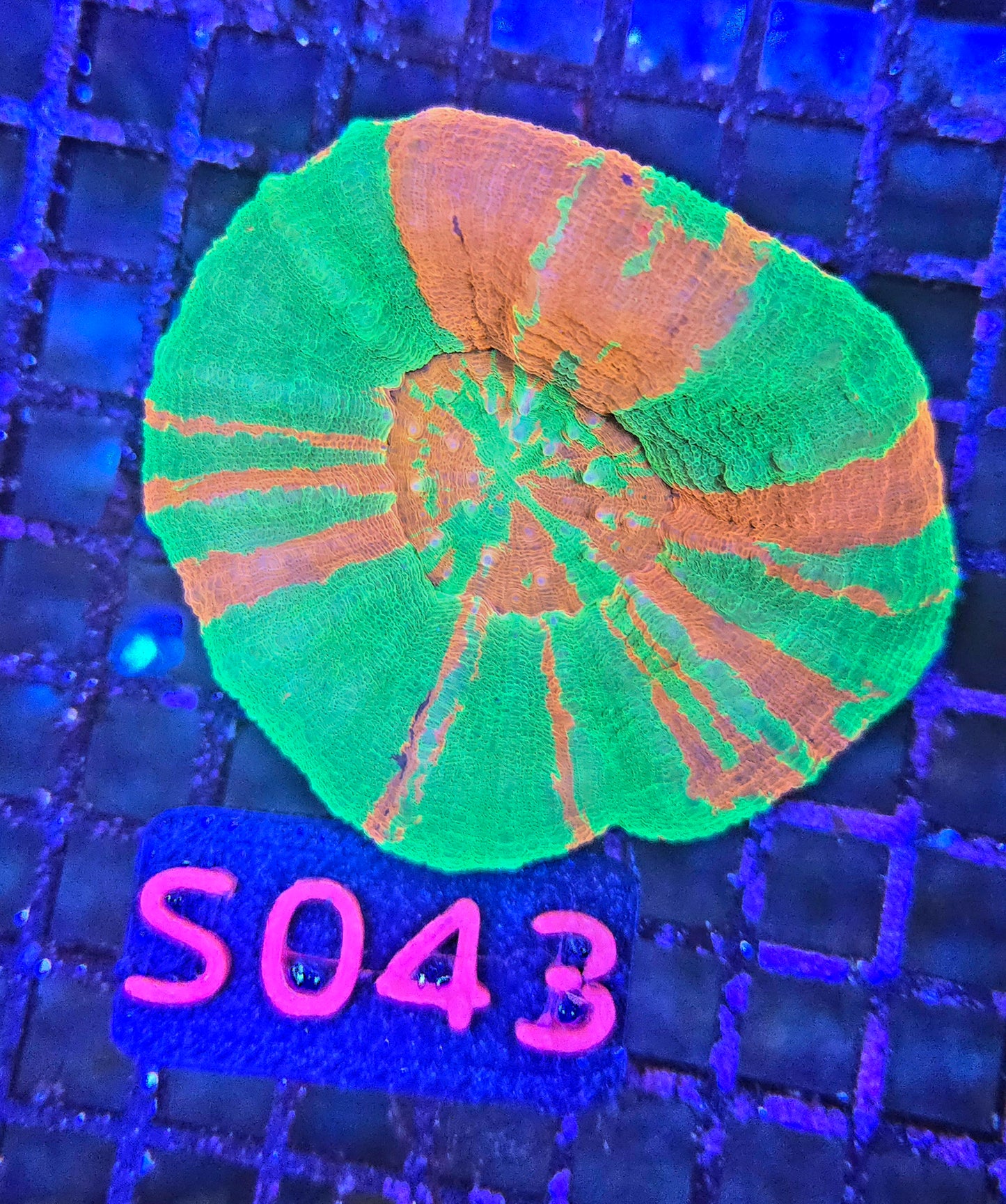 Scolymia Australis s043