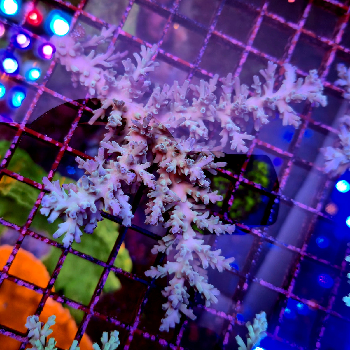 Australian Acropora Ice & Fire Echinata Colony B13