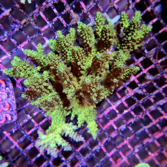 Aussie SPS Colony - Coral Farm Kuwait