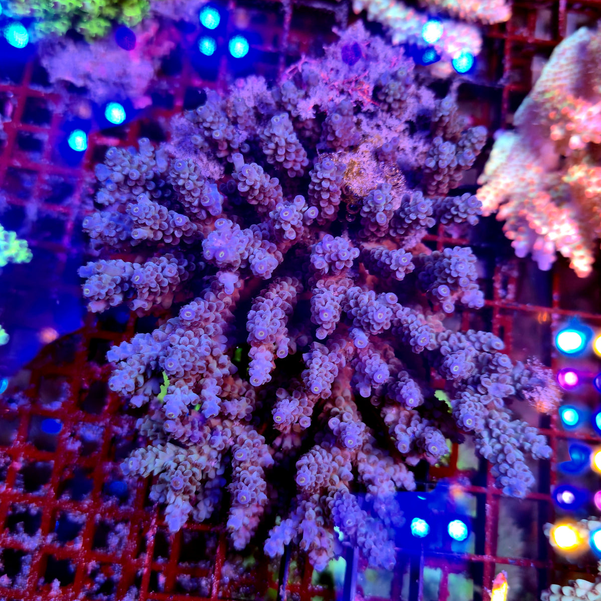 Australian Acropora Colony B2