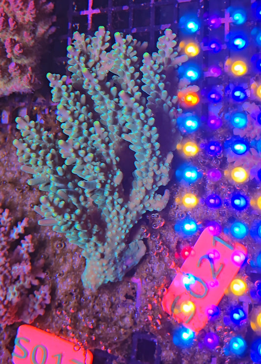 Australian SPS Colony S021p