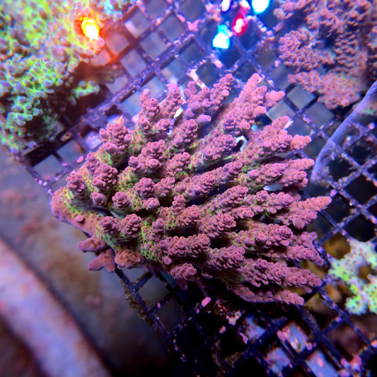 Aussie SPS Colony - Coral Farm Kuwait