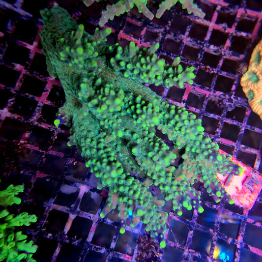 Aussie SPS Colony - Coral Farm Kuwait