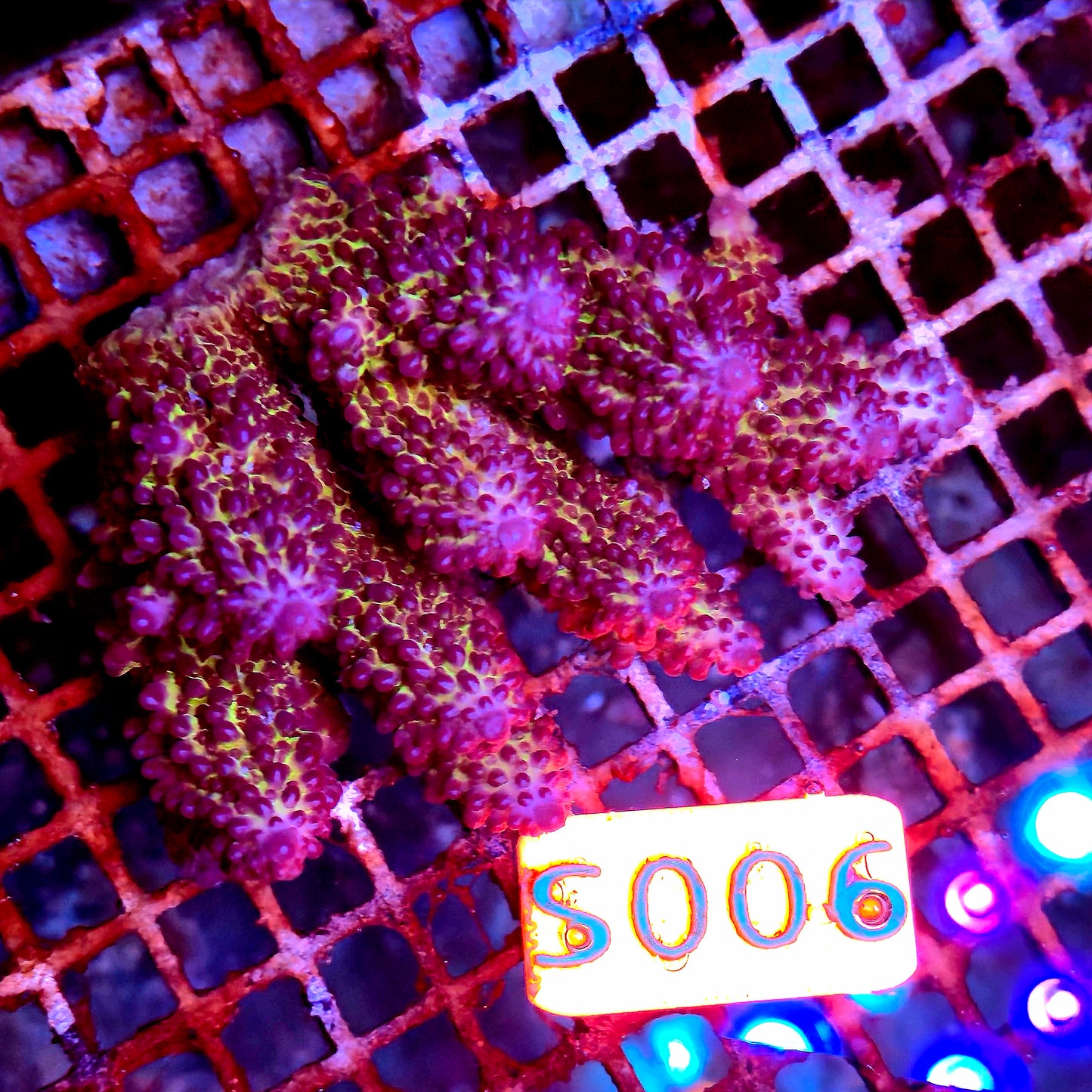 Australian SPS S006