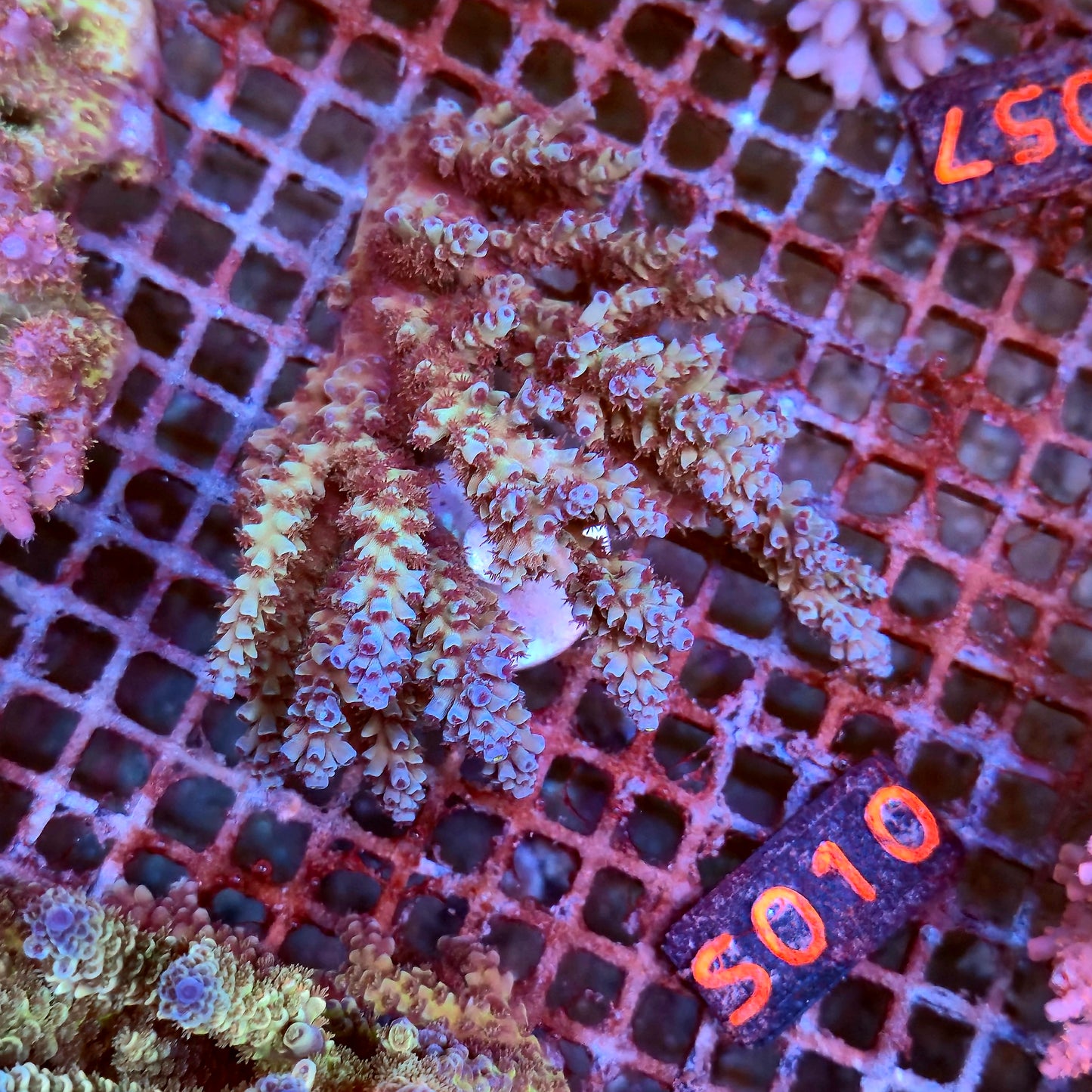 Australian SPS S010