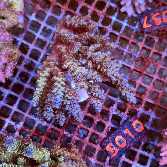 Australian SPS S010