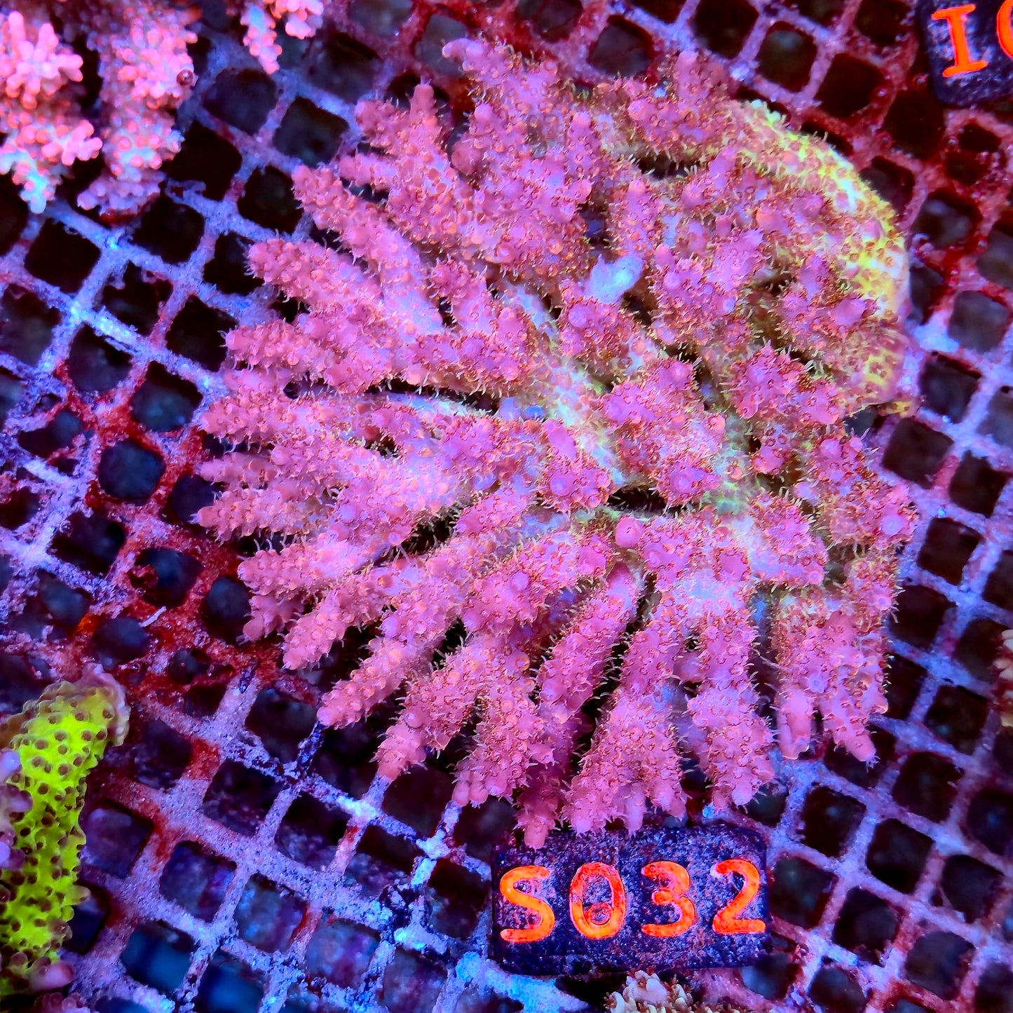 Australian SPS S032