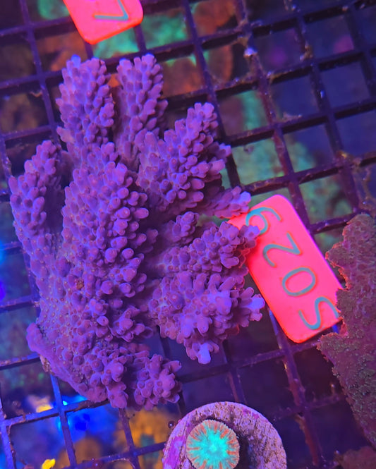Australian SPS Colony S029p
