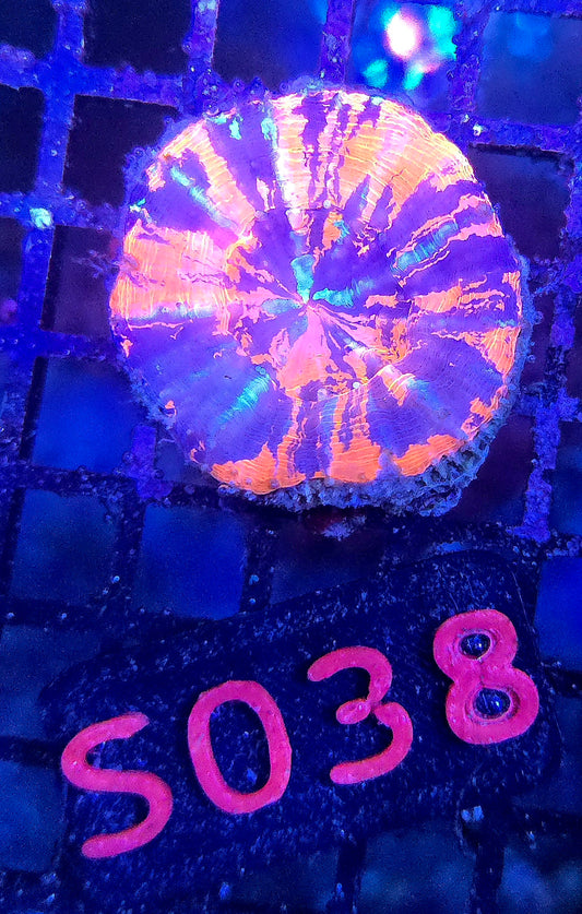 Scolymia Australis s038