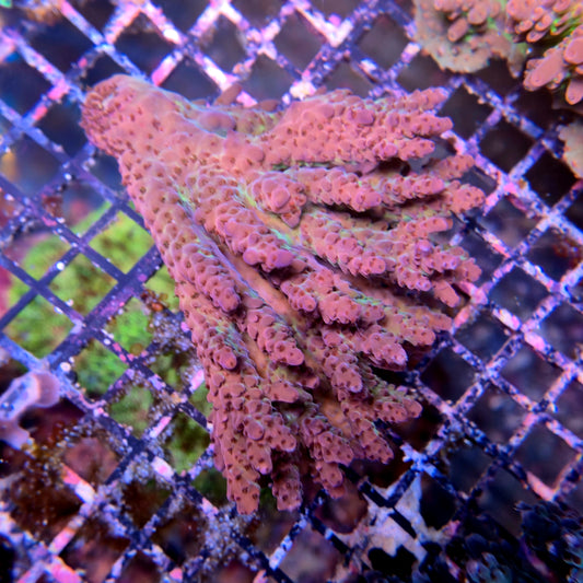 Aussie SPS Colony - Coral Farm Kuwait