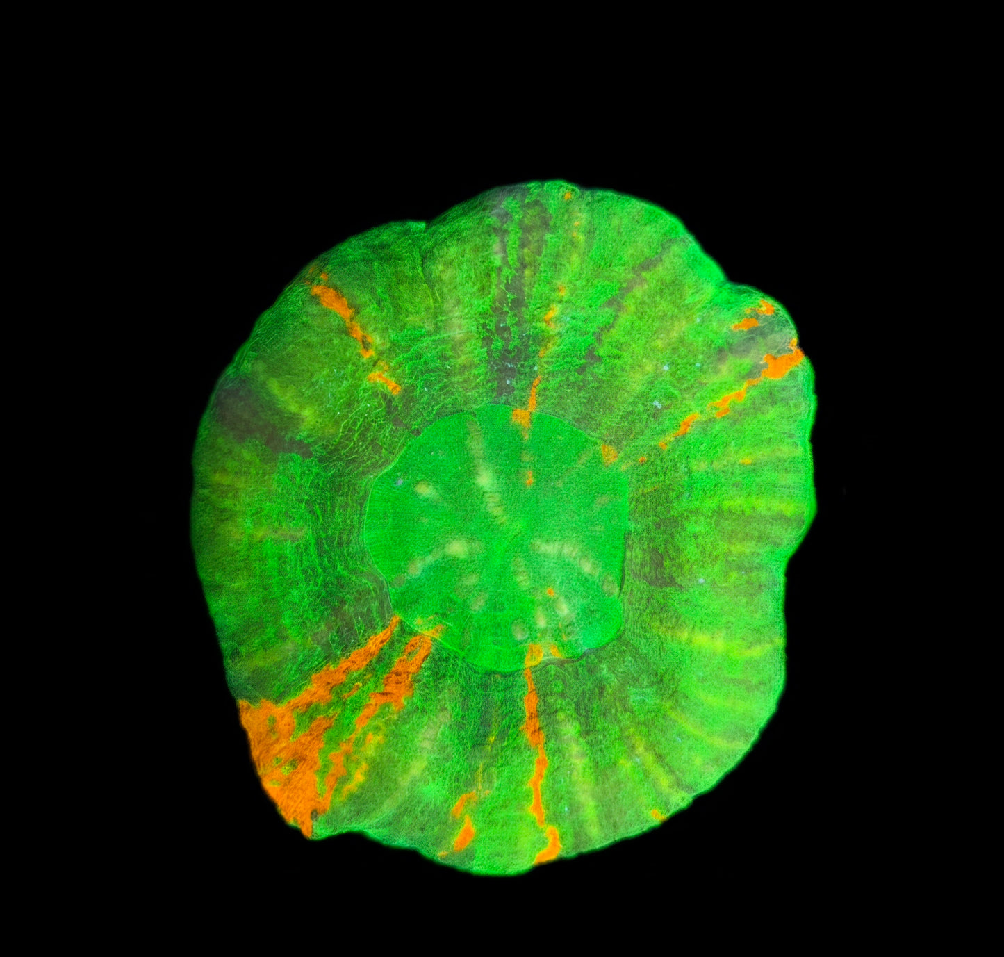 Scolymia Australis