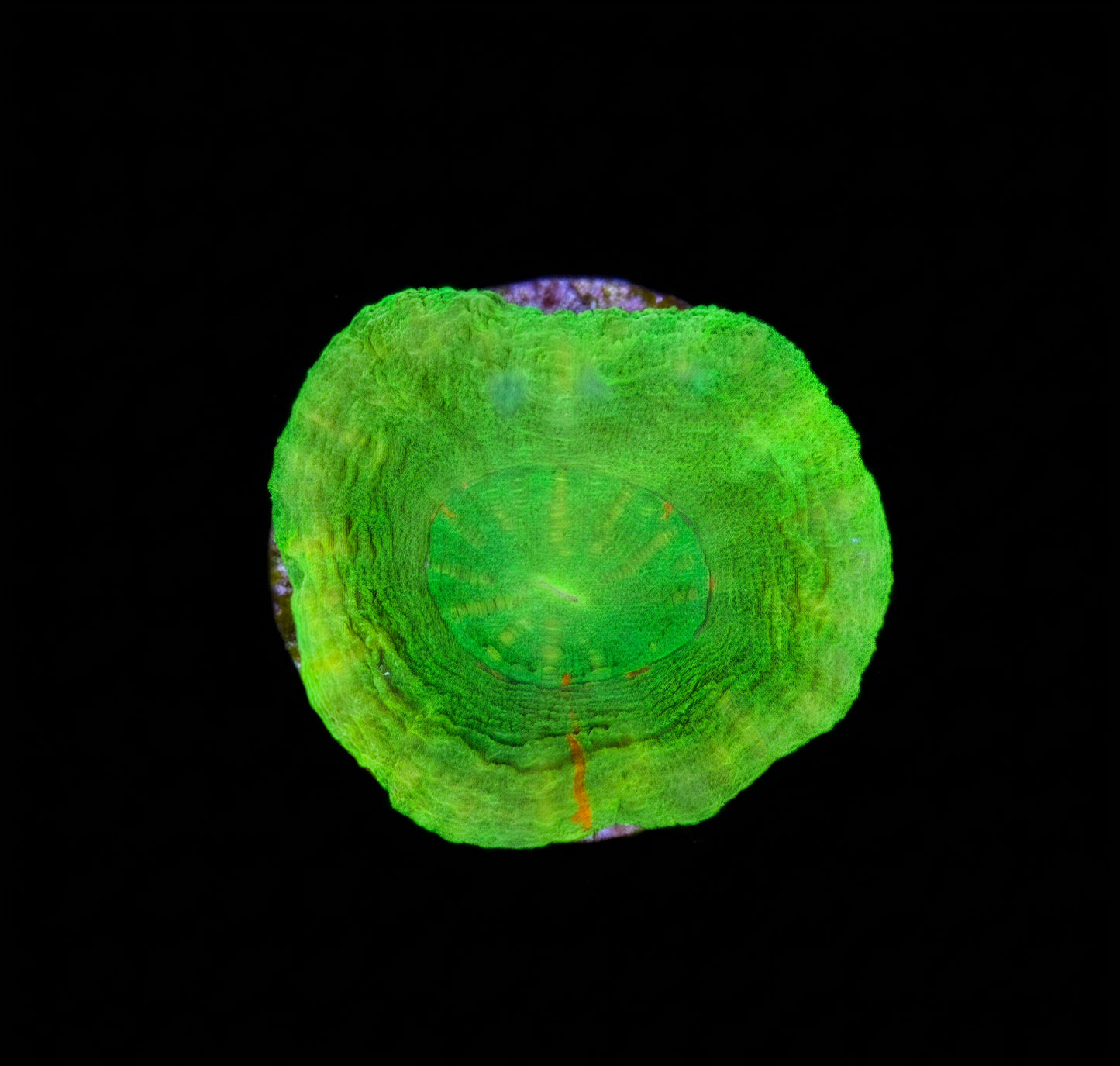 Scolymia Australis