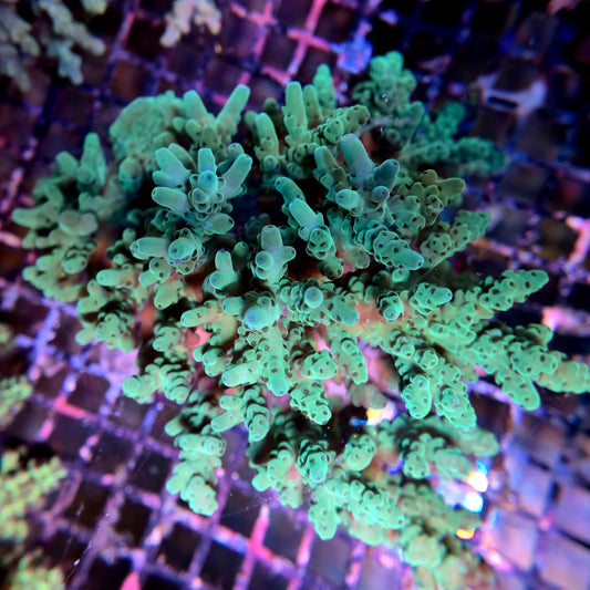 Aussie SPS Colony - Coral Farm Kuwait