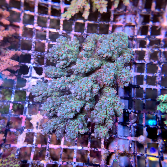 Aussie SPS Colony - Coral Farm Kuwait