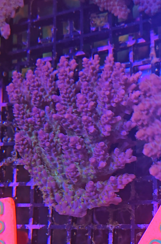 Australian SPS Colony S008p