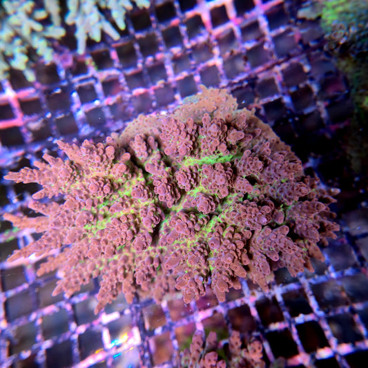 Aussie SPS Colony - Coral Farm Kuwait