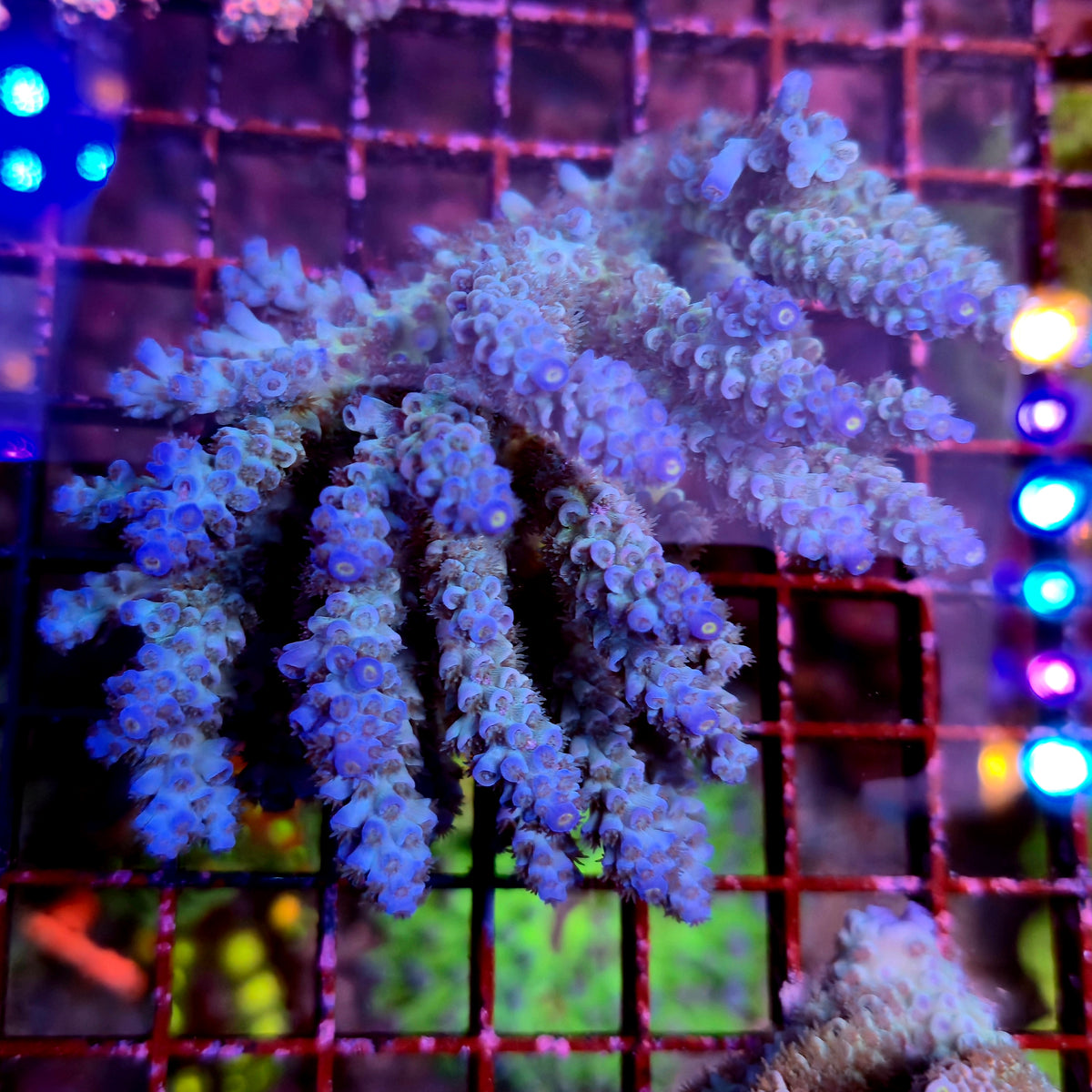 Australian Acropora Colony B7