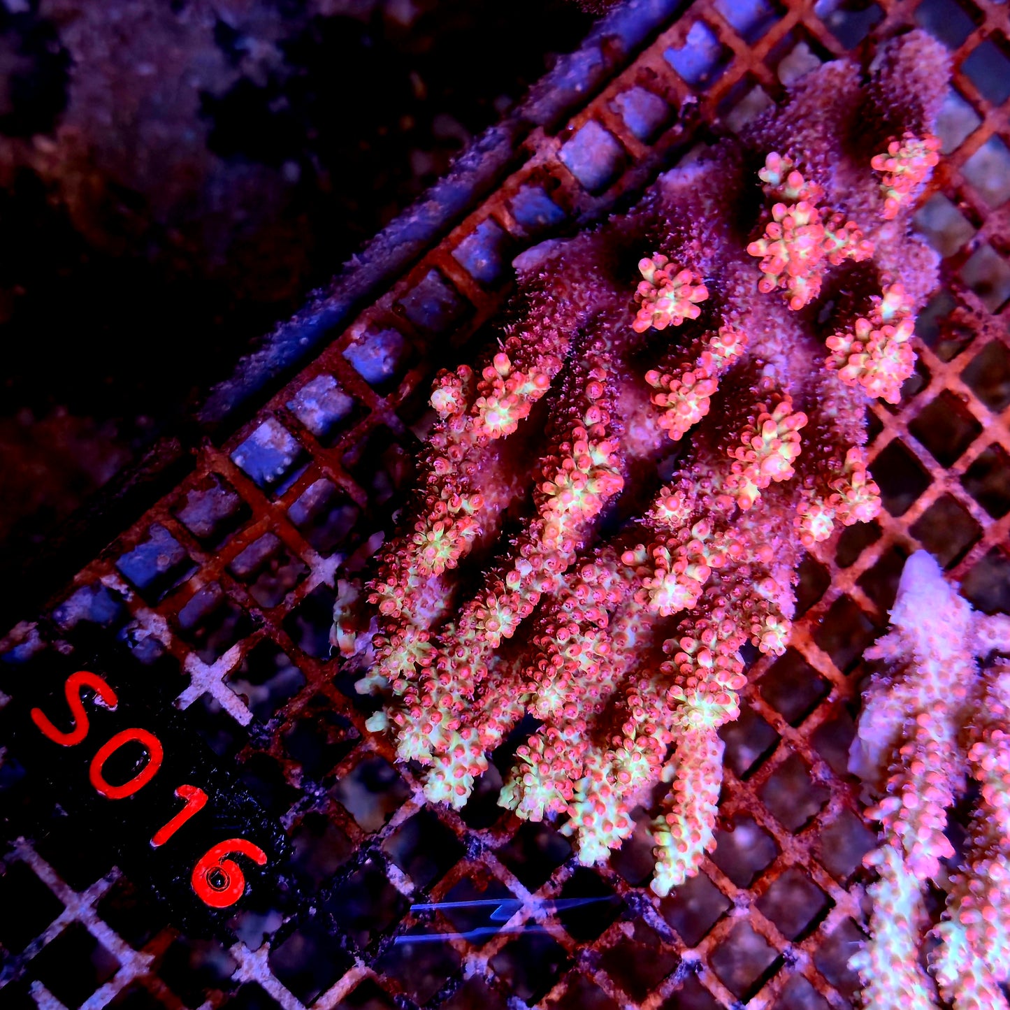 Australian SPS S016