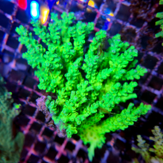 Aussie SPS Colony - Coral Farm Kuwait