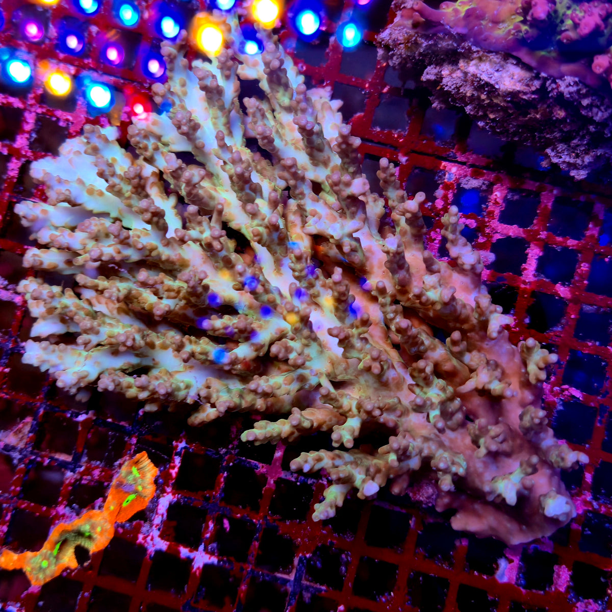 Australian Acropora Colony A13