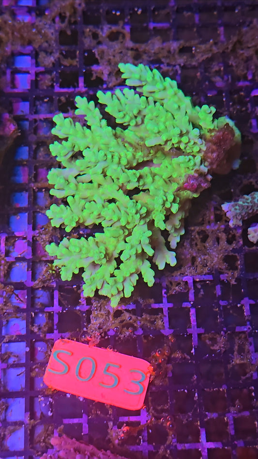 Australian SPS Colony s053p