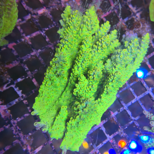 Aussie SPS Colony - Coral Farm Kuwait