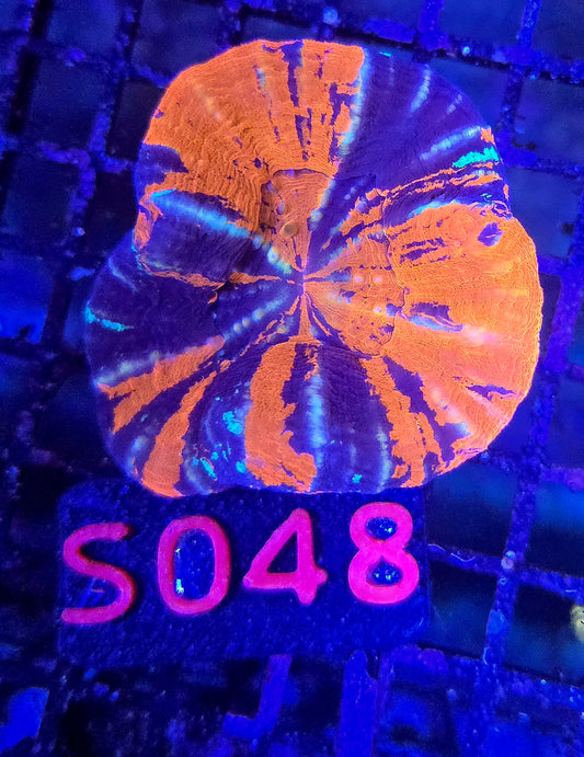 Scolymia Australis s048