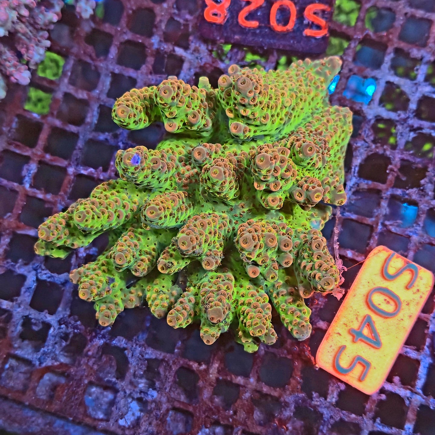 Australian SPS S045