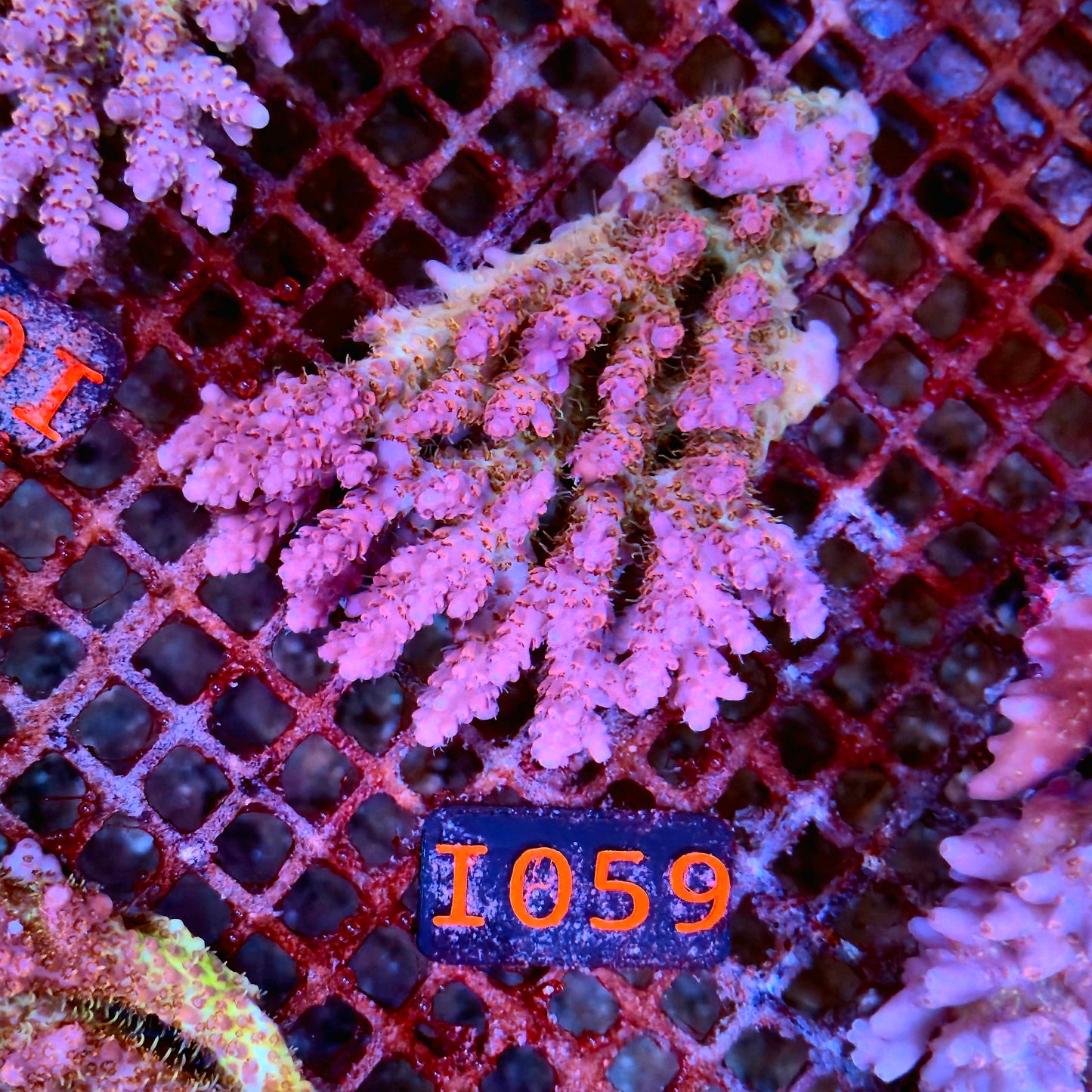 Australian SPS I059