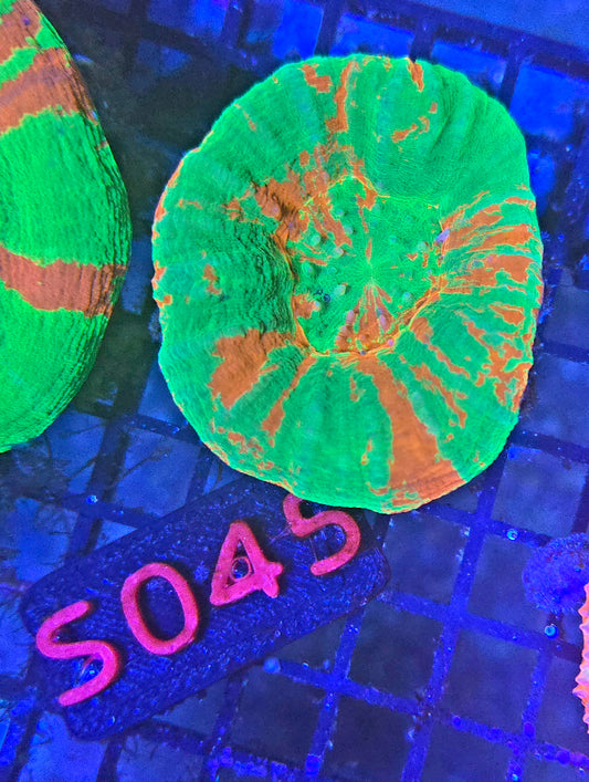 Scolymia Australis s045