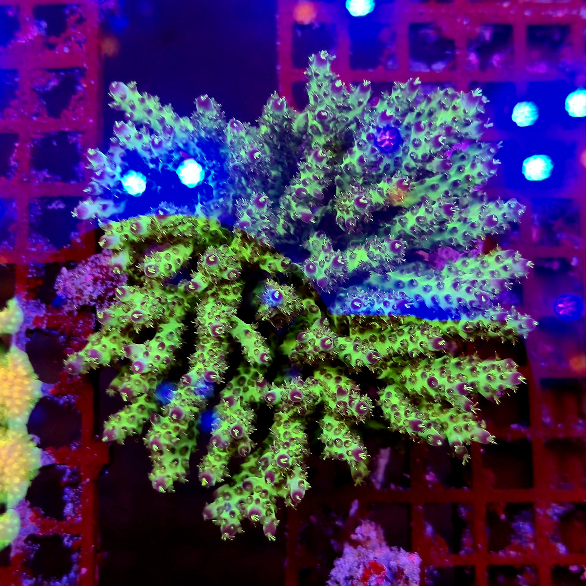 Australian Acropora Colony D4