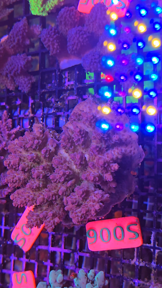 Australian SPS Colony s006p