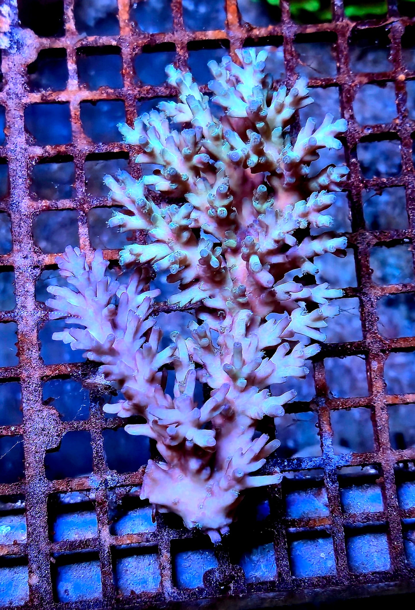 Australian SPS Echinata