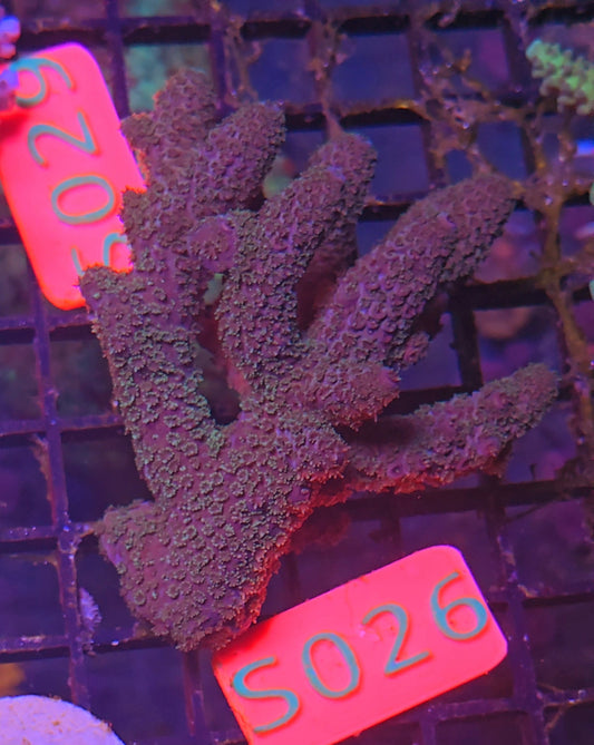 Australian SPS Colony s026p