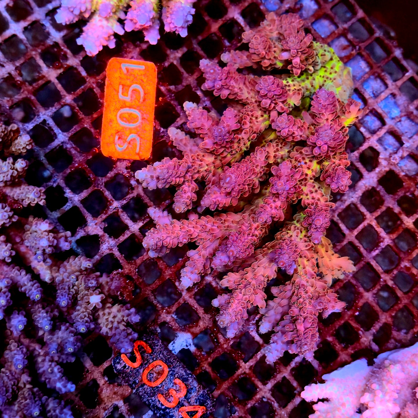 Australian SPS S034