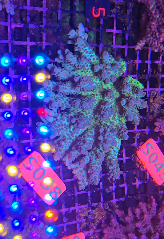 Australian SPS Colony s038p