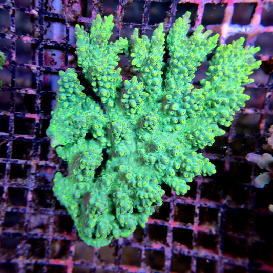 Aussie SPS Colony - Coral Farm Kuwait