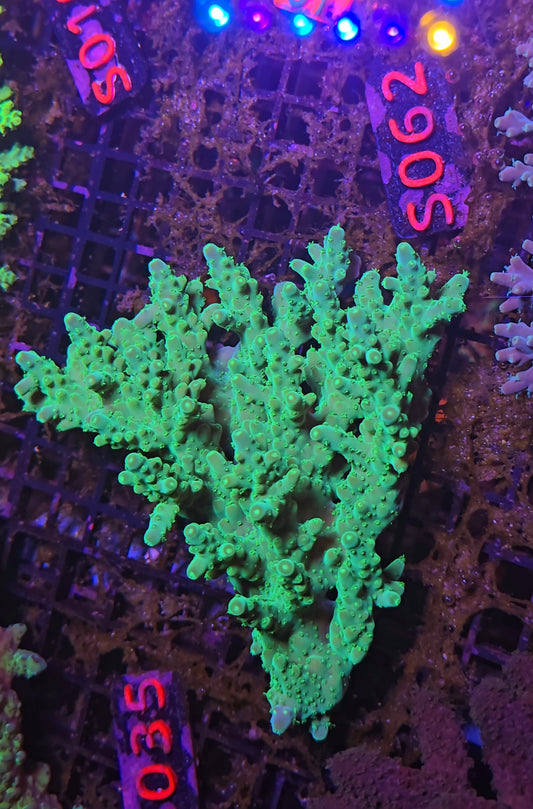 Australian SPS Colony S062