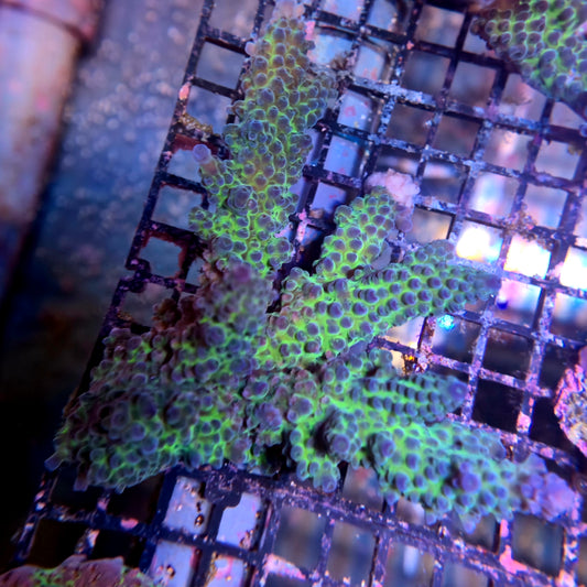 Aussie SPS Colony - Coral Farm Kuwait