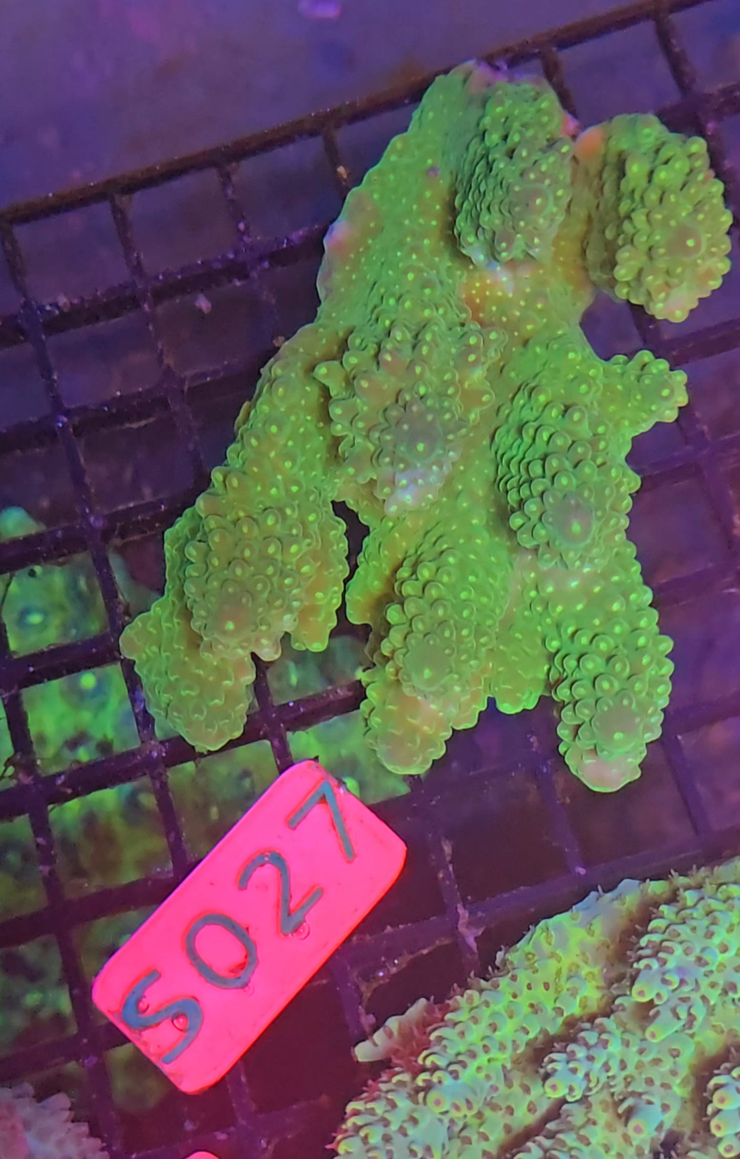 Australian SPS Colony S027p
