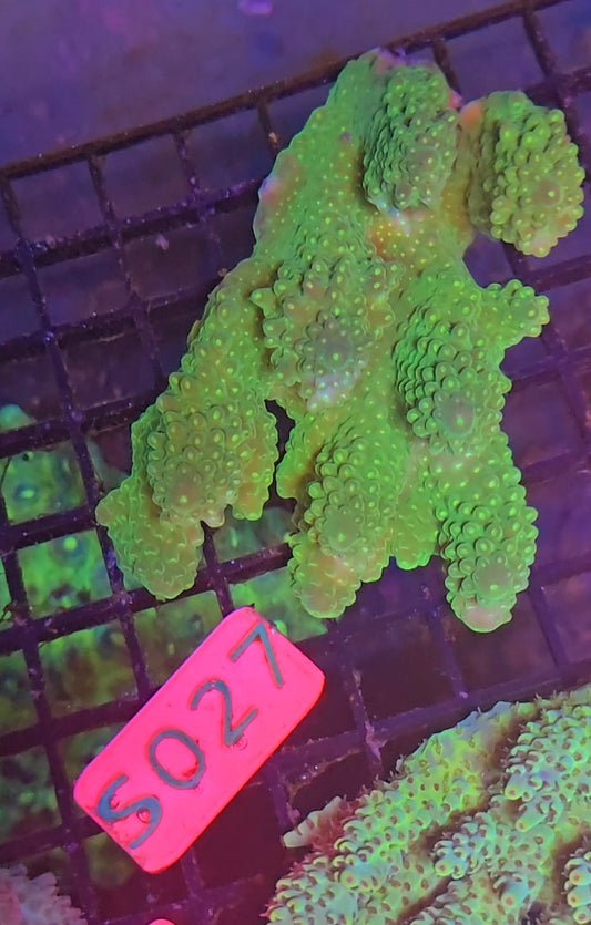 Australian SPS Colony S027p