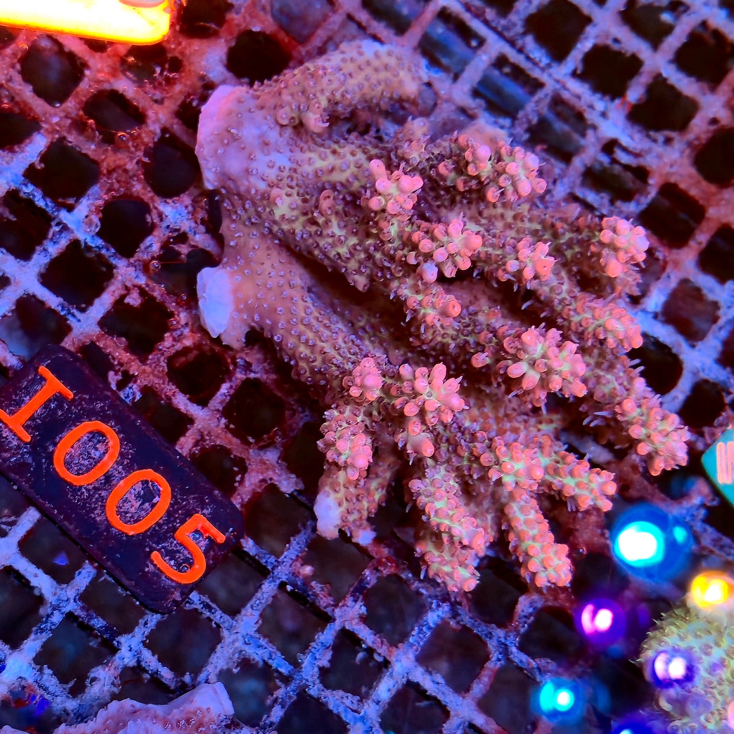 Australian SPS I005