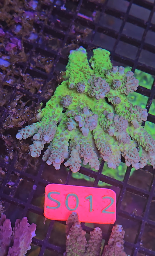 Australian SPS Colony S012p