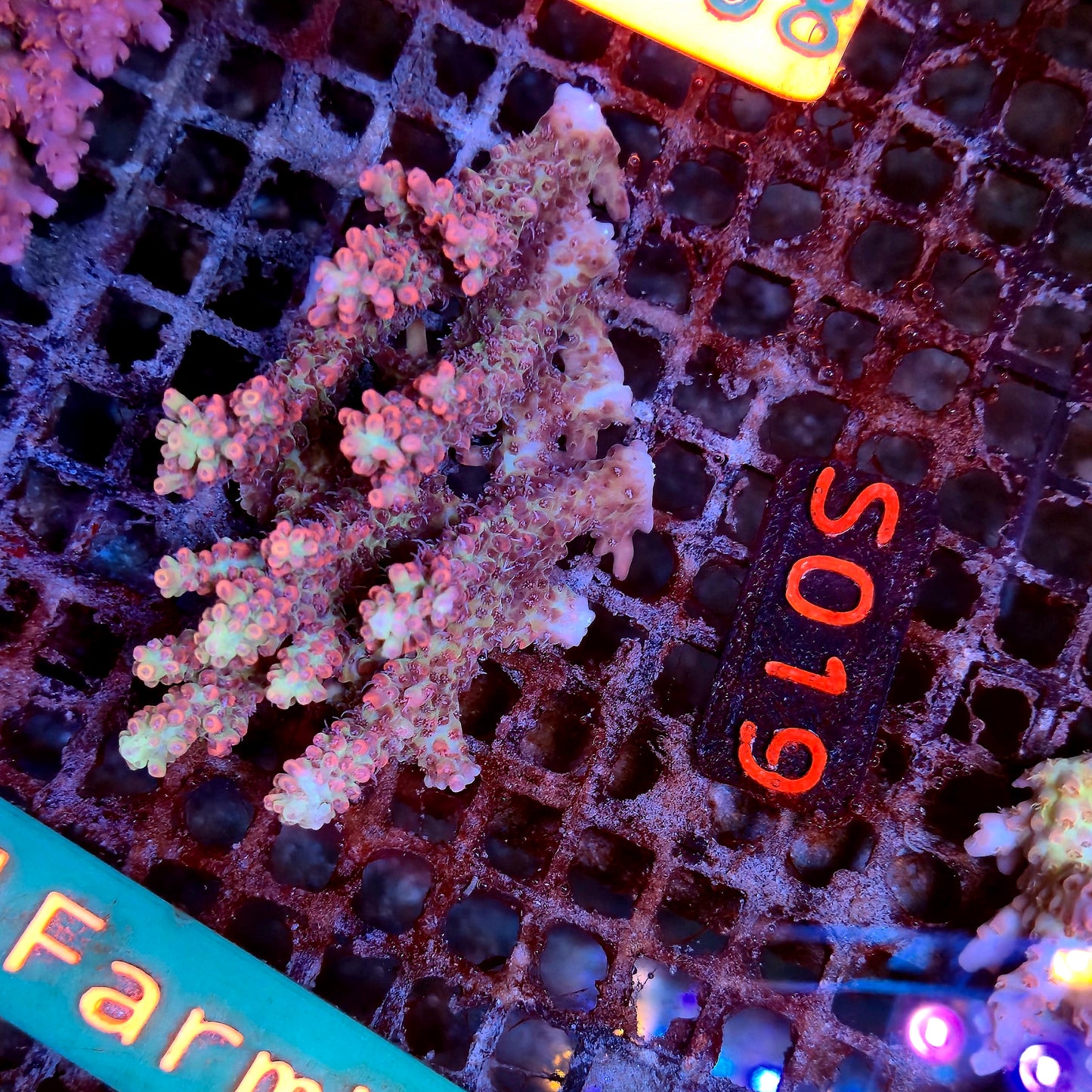 Australian SPS S019 SBSC