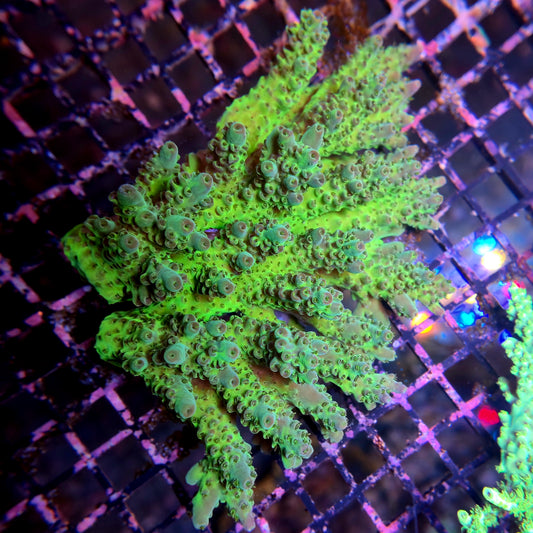 Aussie SPS Colony - Coral Farm Kuwait