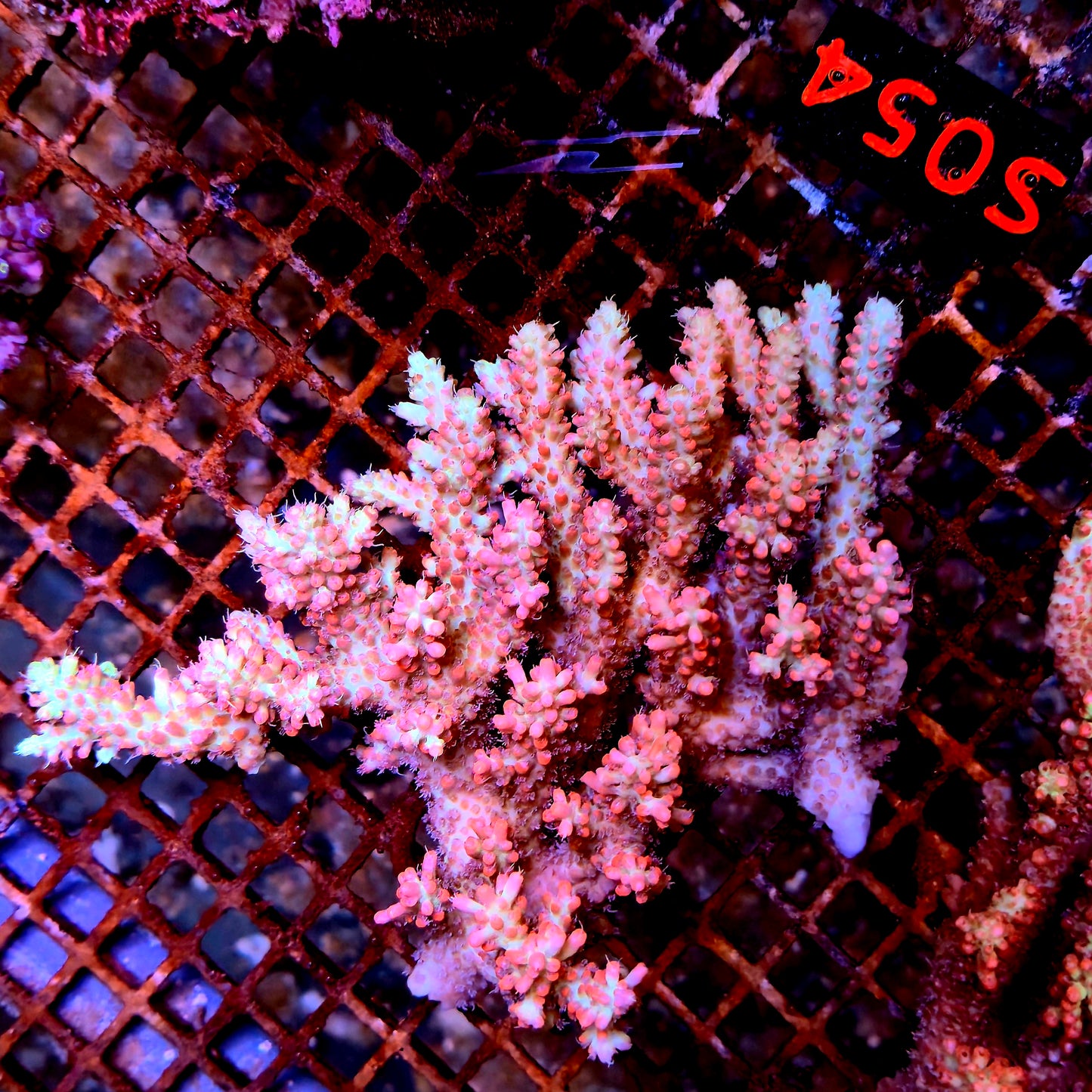 Australian SPS S054 SBSS