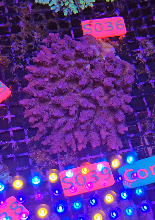 Australian SPS Colony s039p