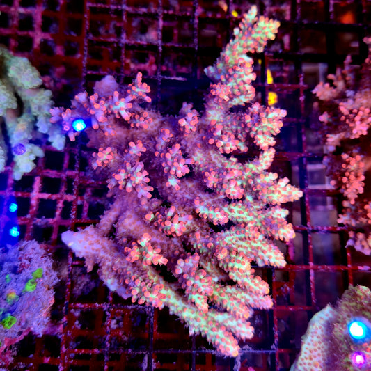 Australian Acropora Strawberry Shortcake Colony B3